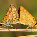 Common Grass Dart Butterfly