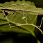 Stick Insect, Phasmid - Nymph