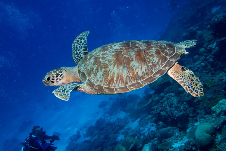 The turtle is on the road to recovery after rehydration and nutrients fed through intravenous therapy and rewarming. Stock photo.