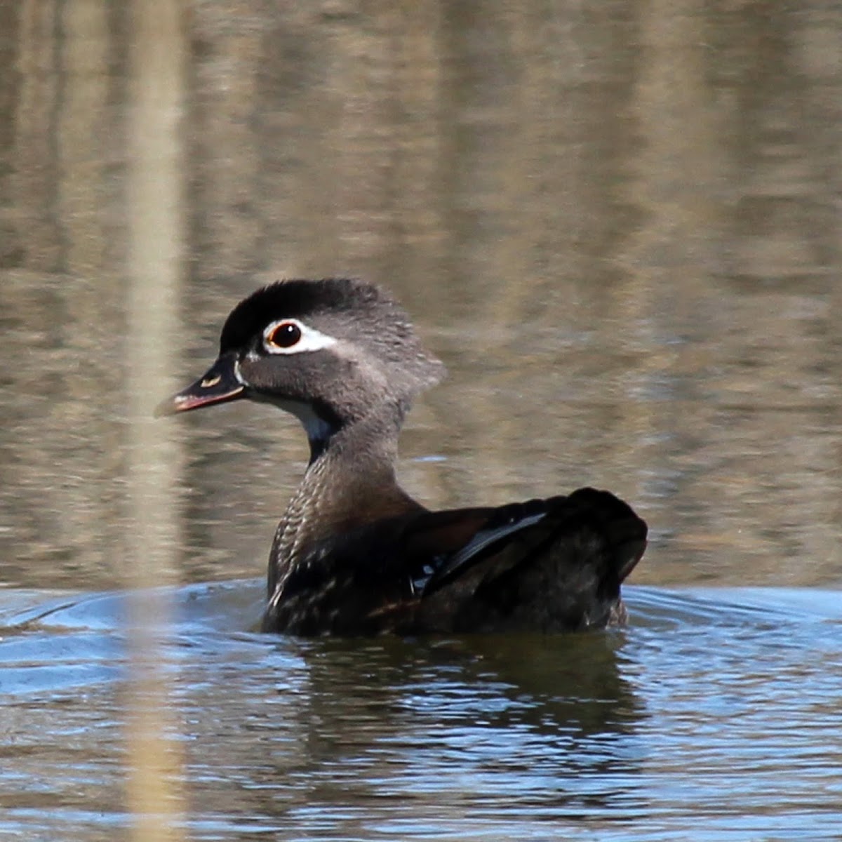 Wood Duck (Female)