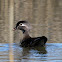 Wood Duck (Female)