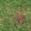 Eastern cottontail