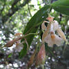 Epidendrum nicaraguense