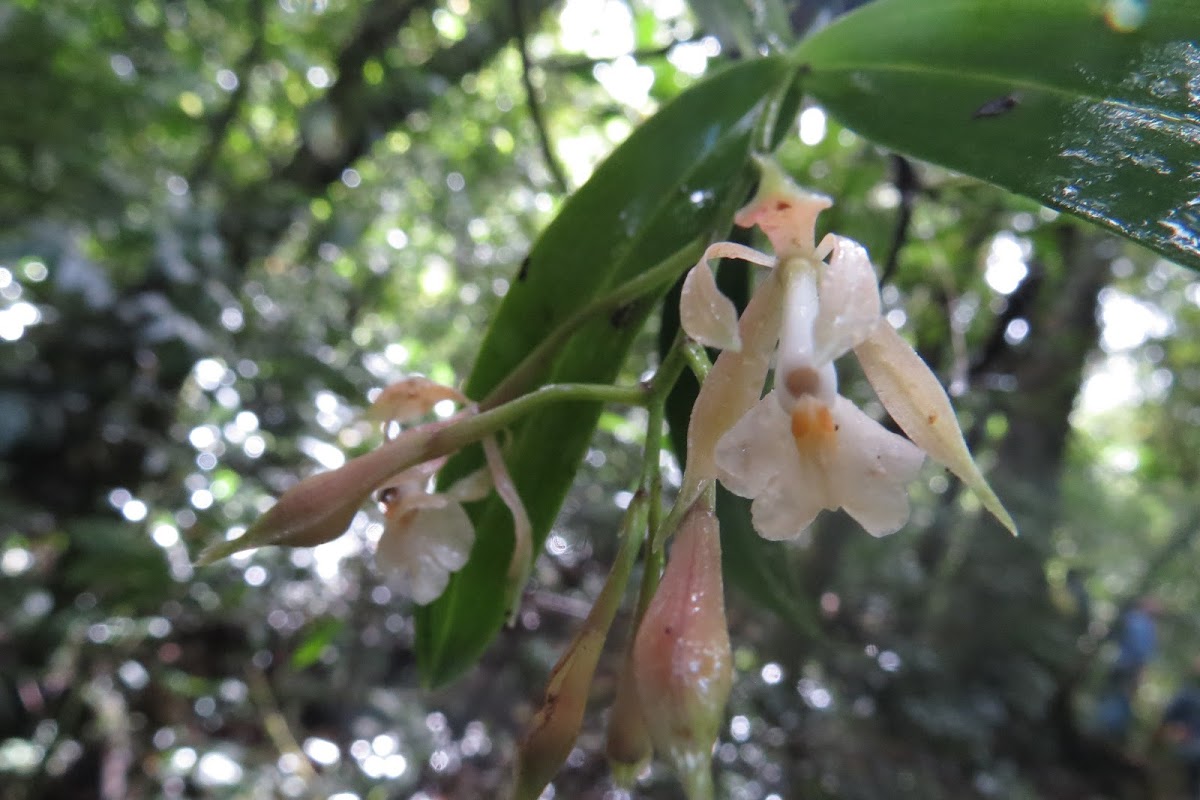 Epidendrum nicaraguense