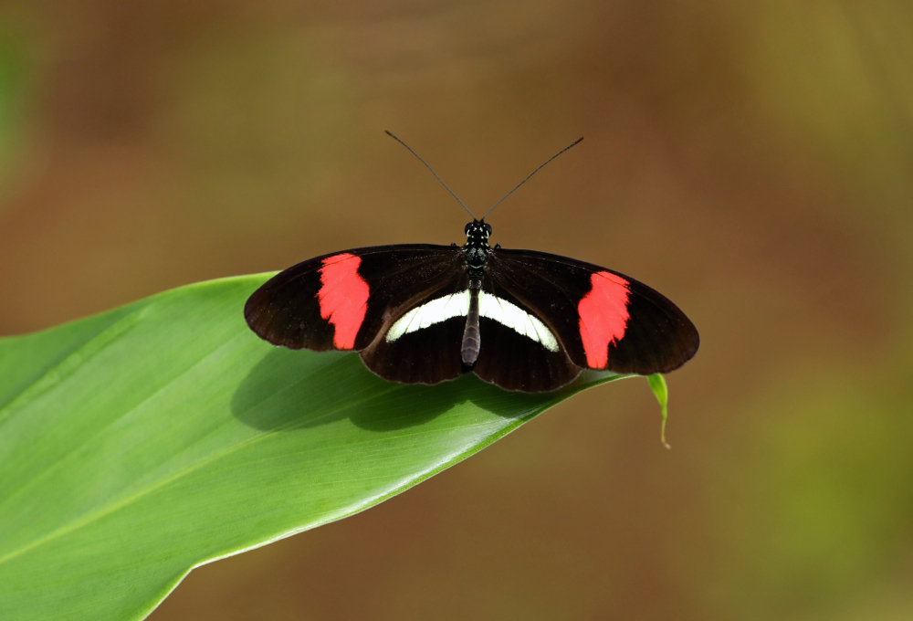 Postman butterfly