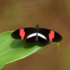 Postman butterfly