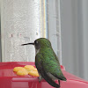 Ruby-throated Hummingbird