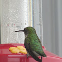 Ruby-throated Hummingbird