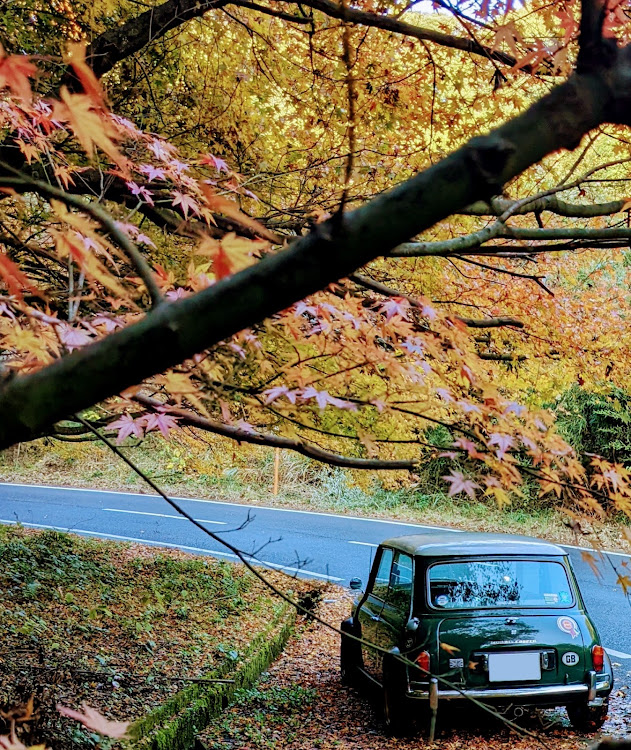 ミニクーパー1.3の鹿児島も紅葉の季節・わんチューン🐶・にゃーチューン😽に関するカスタム事例の投稿画像7枚目
