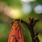 Footman moth