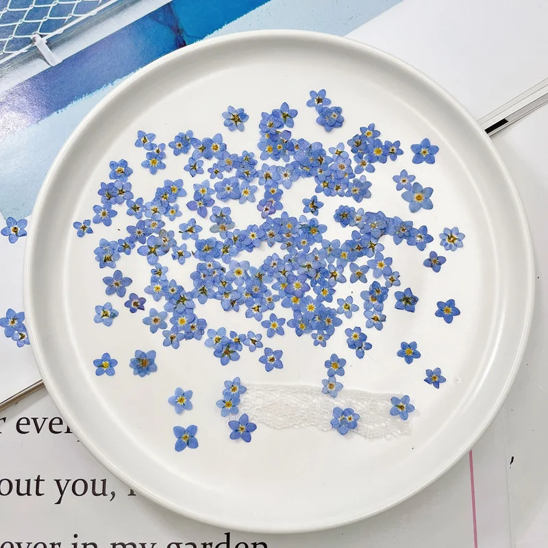Myosotis Sylvatica getrocknete Blume geprägtes Pflanzenexemplar für Kunst, Dekoration, Basteln und einzigartige Geschenke.