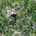 Short-tailed Swallowtail