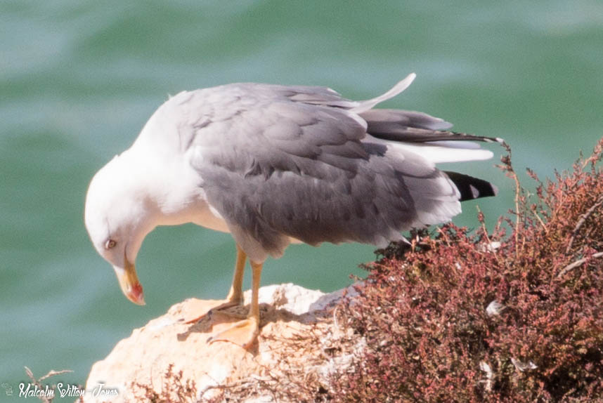 Yellow-legged Gull