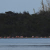 American Flamingo