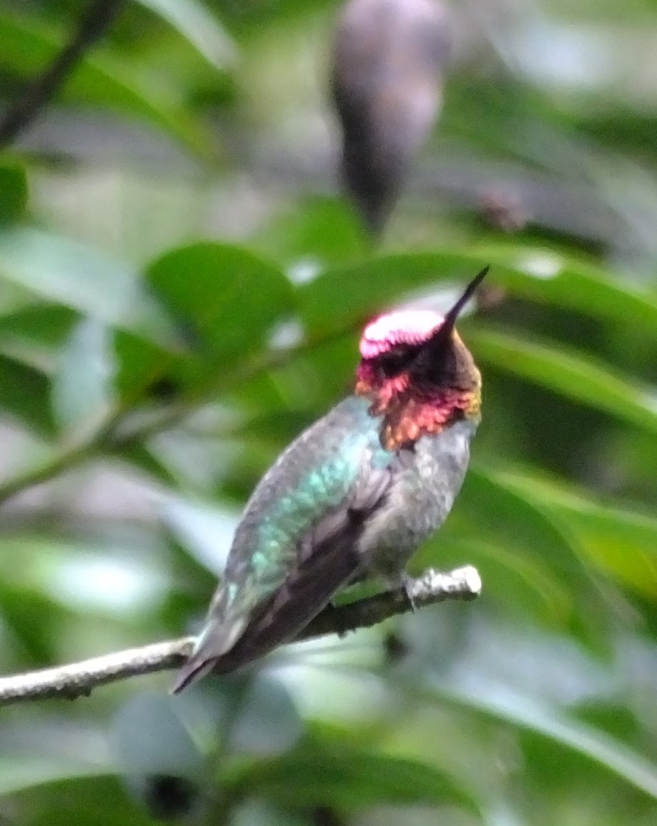 hybrid hummingbird