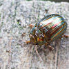 Rosemary Beetle