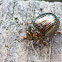 Rosemary Beetle