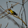 plum-headed parakeet