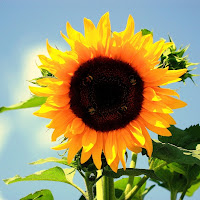 Girasoli in Valle d'Aosta di 