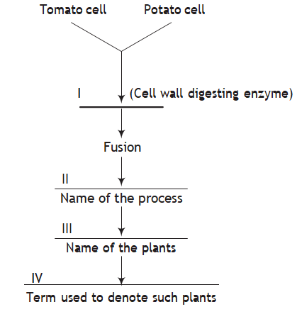 Somatic hybridisation