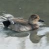 Gadwall