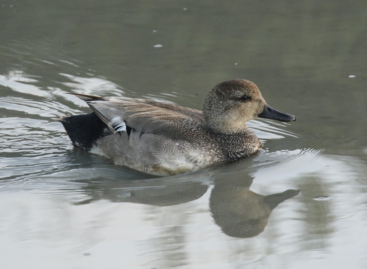 Gadwall