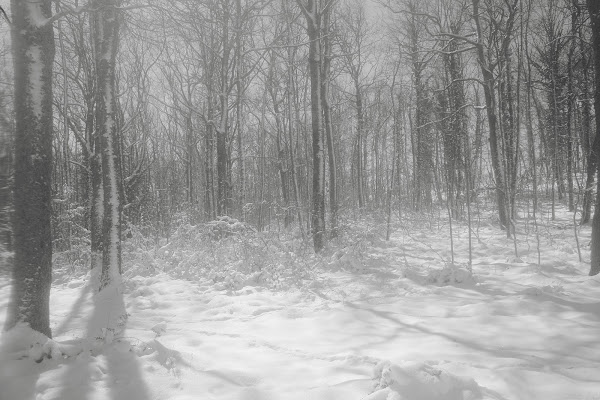 sole e neve nel bosco di rino_savastano