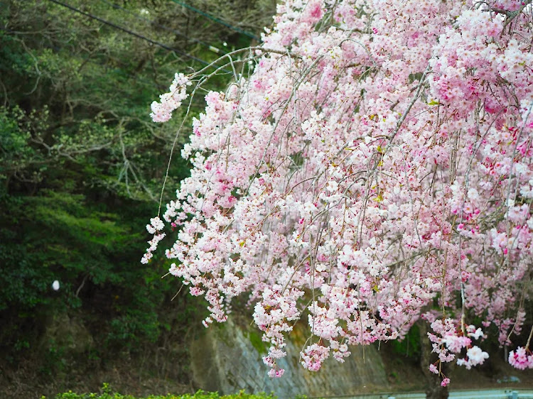インプレッサ スポーツの桜とコラボ🌸・サクラと愛車・ドライブ・ホイール交換・桜に関するカスタム事例の投稿画像9枚目