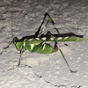 Creosote Bush Katydid - Female