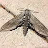 Great Ash Sphinx Moth