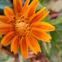 Orange Zinnia Center
