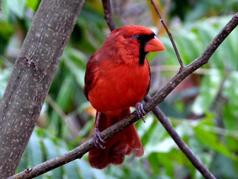 Northern cardinal