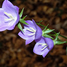 Campanula