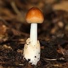 American Orange-Brown Ringless Amanita