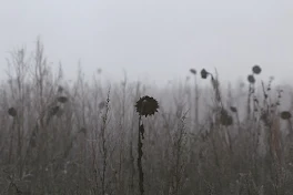 花園