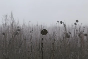 花園