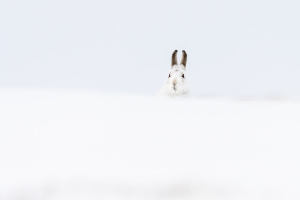 Hare in White di alanrava