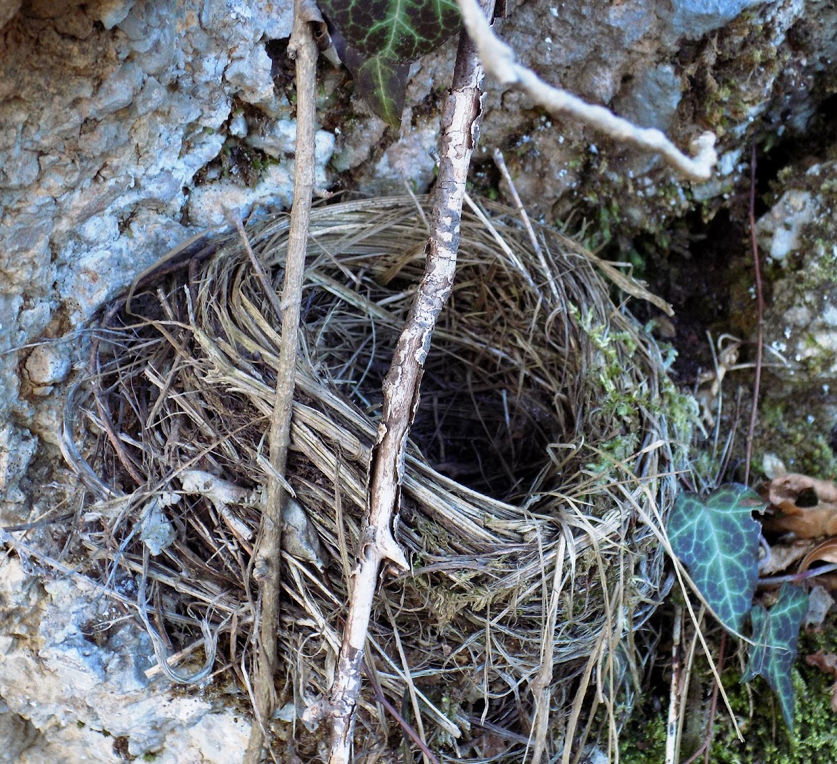 Bird nest