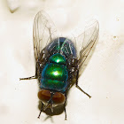 Green Bottle Fly