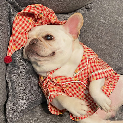 Title 7, Clothes for Dogs Cats Favs Teddy Schnauzer. Pro...