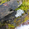 Foliose Lichen