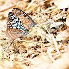 Ceylon Blue Glassy Tiger (擬旖斑蝶)