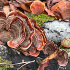 Bracket Fungi