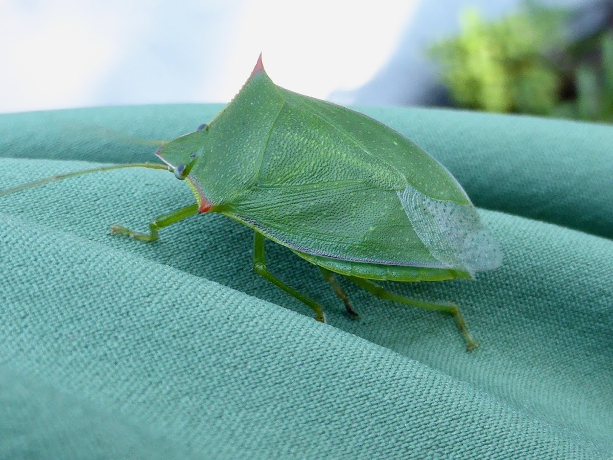 Green Stink Bug