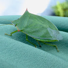 Green Stink Bug