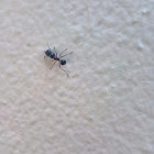 Little Black Ant