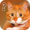 Ask Cat Speak Simulator icon