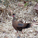 Red Spurfowl