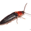 Click Beetle