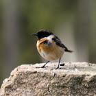 Stonechat; Tarabilla Común